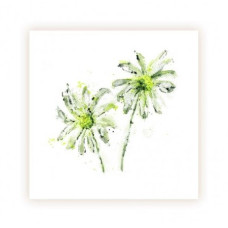 GEN04 Daisies